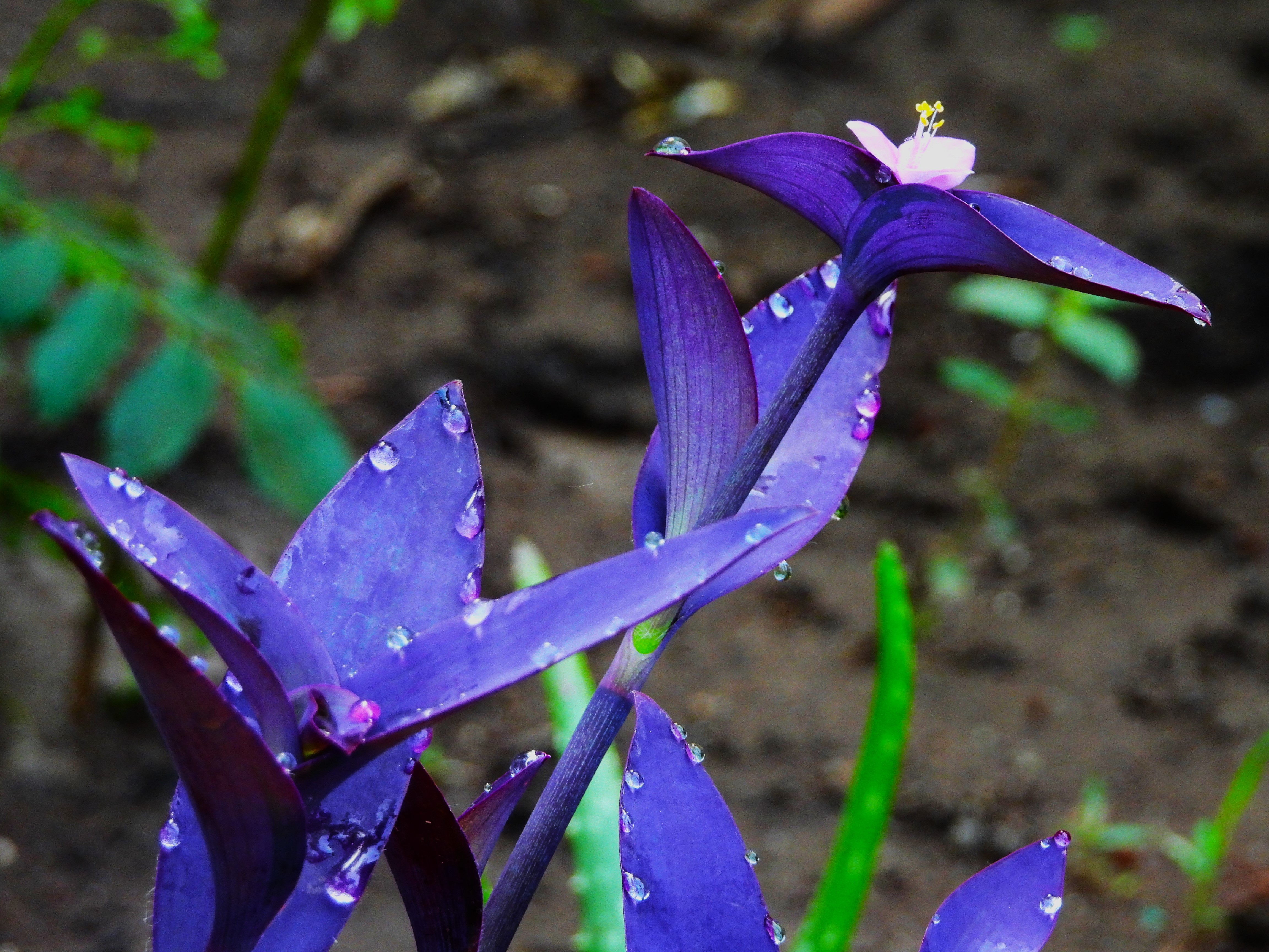 Impossible to kill Plants – Your first leafy friends who strive in striking sun when left ignored